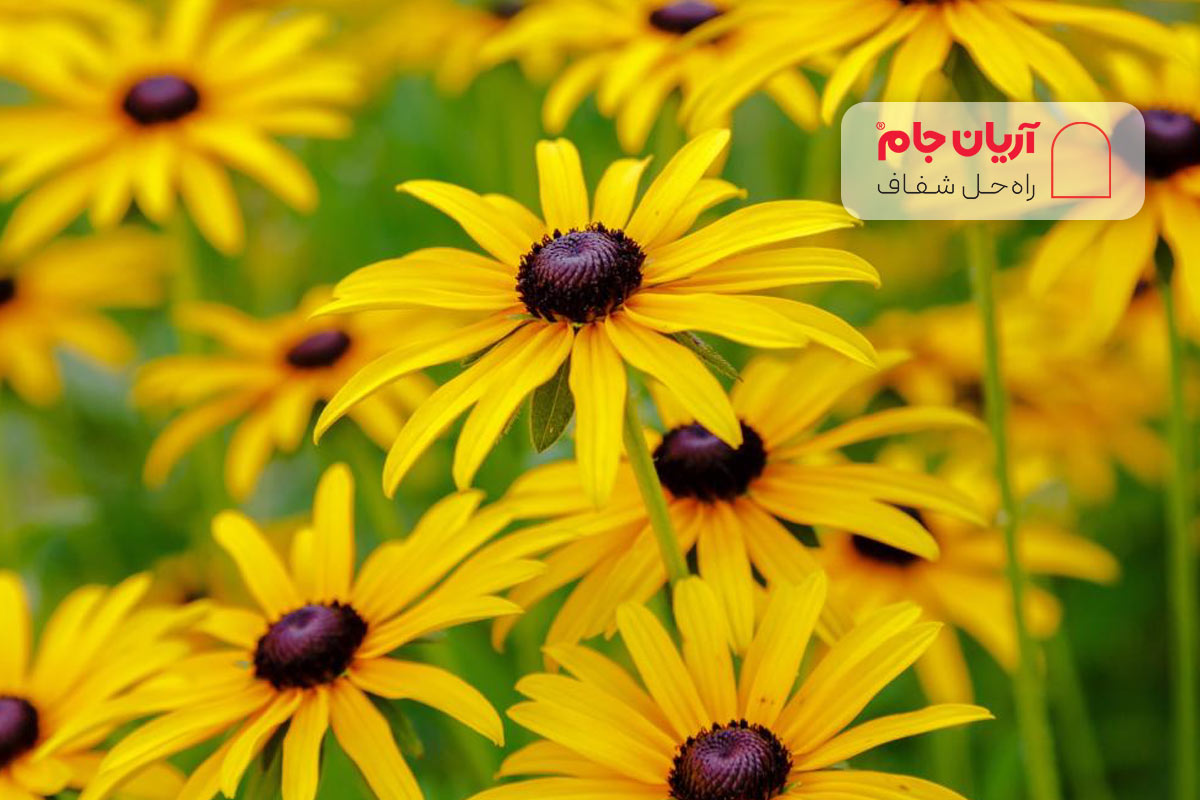 سوسن چشم سیاه